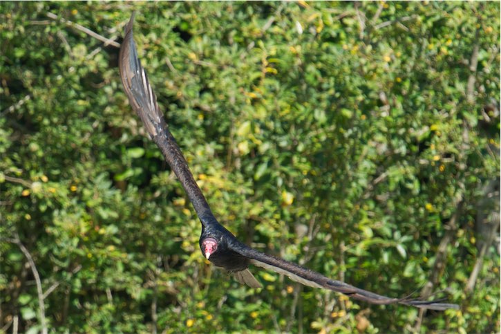 Turkey Vulture 2 0902